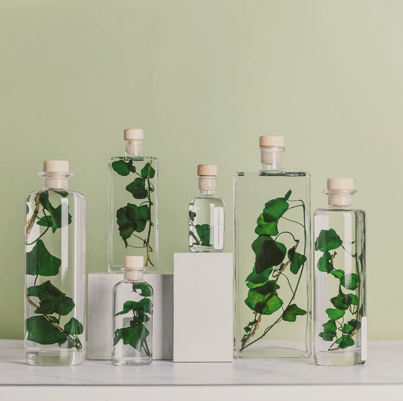 Pianta sommersa – Herbarium Ivy Helix vert 17cm
